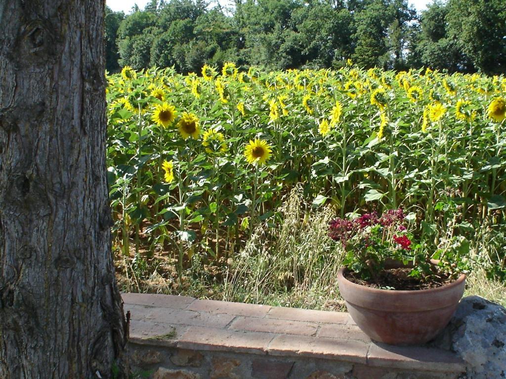 Casale Il Colombaio Di Toiano Guest House Valli Cameră foto